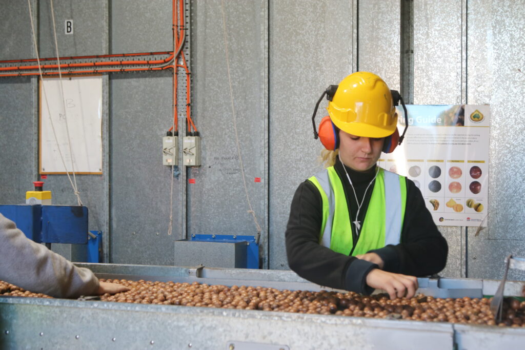 Harvest In-Shell Macadamia — Pure, Fresh, and Close to Nature 1 IMG 2567